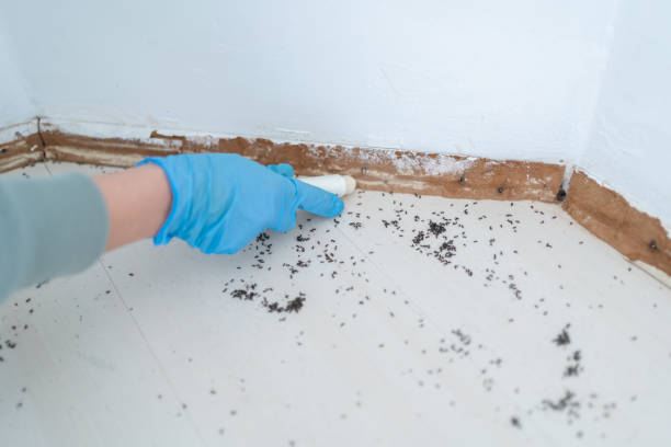 Best Mosquito Control Services  in White House Station, NJ